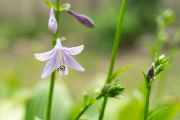 buds of white flower Hosta in bloom on a branch close-up. ornamental garden plant. beautiful natural background.