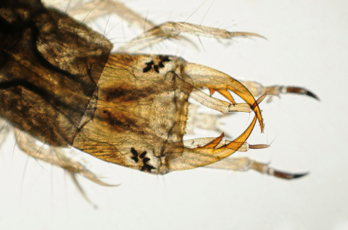 Photomicrograph of water scavenger beetle larva, 