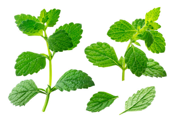 istock Melissa collection, lemon balm leaves isolated on white background 1175453513