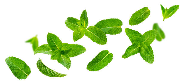 Fresh mint leaves, peppermint foliage isolated on white background Fresh mint leaves, falling peppermint foliage isolated on white background with clipping path. Green spearmint, flying herbal tea ingredient, collection mint stock pictures, royalty-free photos & images