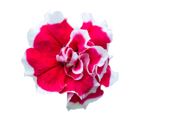 red Petunia flower Bud velvet on white isolated background close up