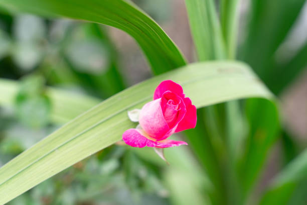 Red rosebud on natural green background with copy space