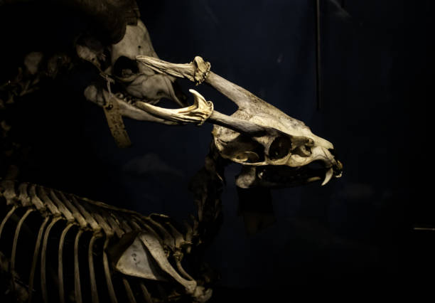 istock Mammal skeletons anatomy 1175456463