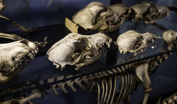 istock Mammal skeletons anatomy 1175456470