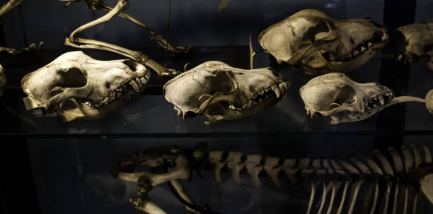 istock Mammal skeletons anatomy 1175456472