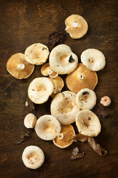 istock Saffron milk cap. Harvest of mushrooms on a rustic table. Top view flat lay. 1175456510