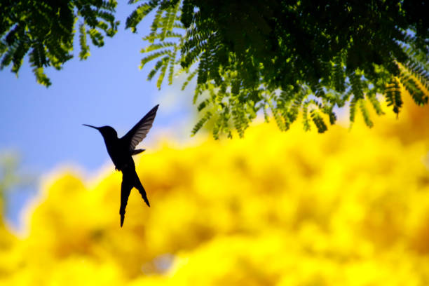 istock Hummingbird flying on yellow ipe flower tree with blue sky 1175457137