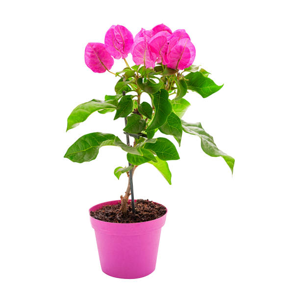 istock Bougainvillea plant isolated 1175457986