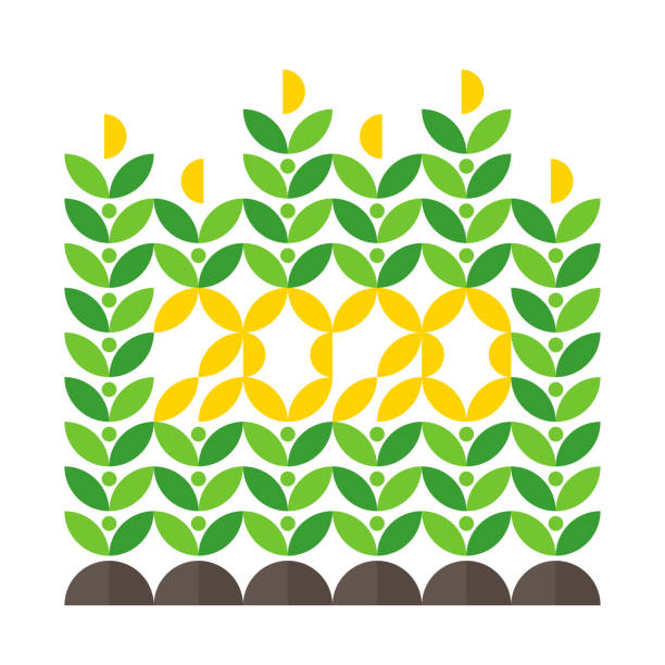 kartka z życzeniami szczęśliwego nowego roku z uprawą kukurydzy i napisem 2020 - corn on the cob corn corn crop white background stock illustrations