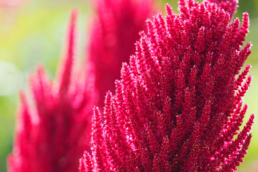 Beautiful Waratah flower, background with copy space, full frame horizontal composition