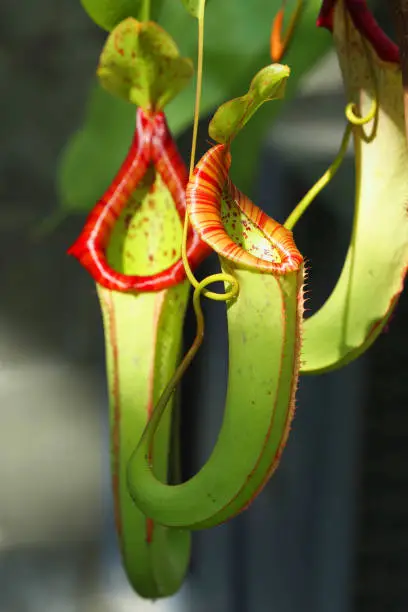 Flower of Nepenthes Miranda, carnivorous plant, tropical pitcher-plant