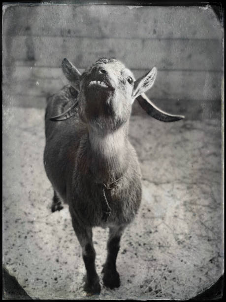 istock Tintype Portrait Posing Goat 1175459094