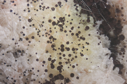 Backgrounds Colony Characteristics of Rhizopus (bread mold) is a genus of common saprophytic fungi, Rhizopus (bread mold) under the microscope.(soft focus and have Grain/Noise)