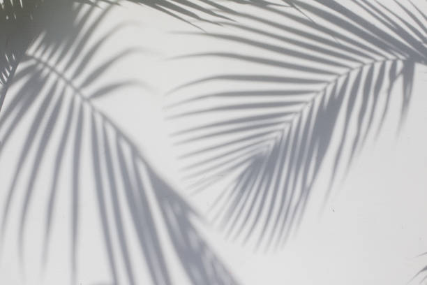 istock Tropical palm leaves shadows on white wall textured background. 1175461182