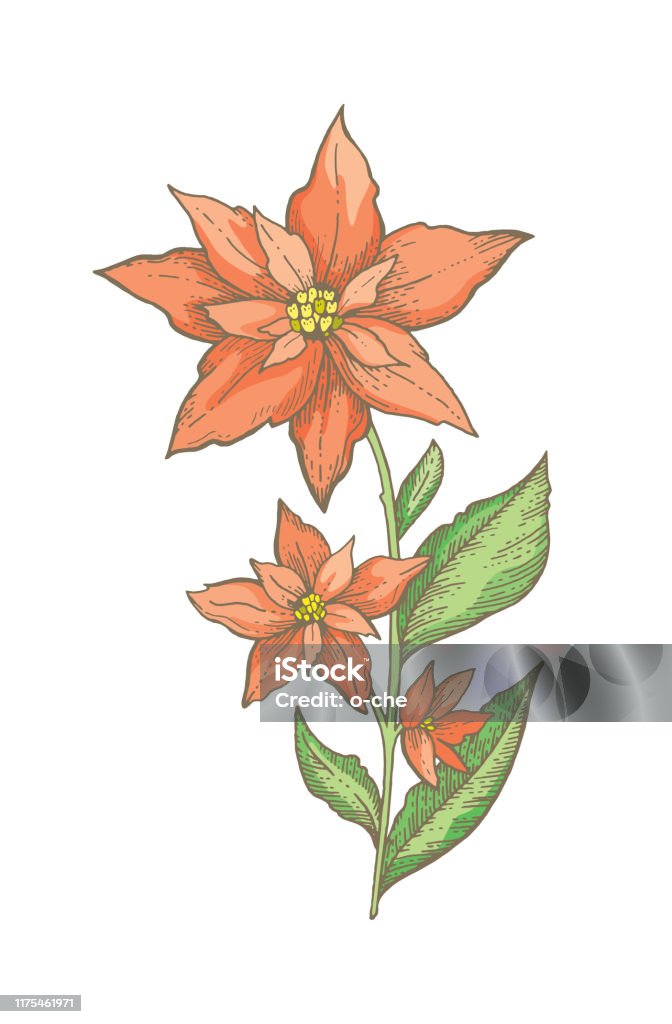 Ilustración de Rama De Flores De Poinsettia De Navidad Dibujo Dibujado A Mano Planta De Vacaciones Ilustración Vectorial De Árbol Rojo Feliz Navidad Feliz Año Nuevo Elemento De Diseño Arte De Línea Ilustración de Rama De Flores De Poinsettia De Navidad Dibujo Dibujado A Mano Planta De Vacaciones Ilustración Vectorial De Árbol Rojo Feliz Navidad Feliz Año Nuevo Elemento De Diseño Arte De Línea