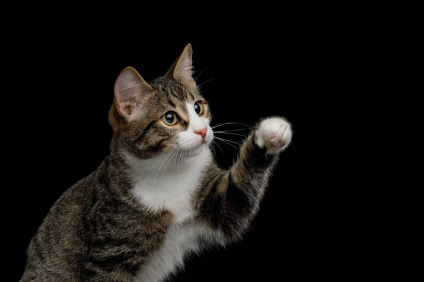 istock Spotted Mix-breed Kitten on isolated black background 1175463191