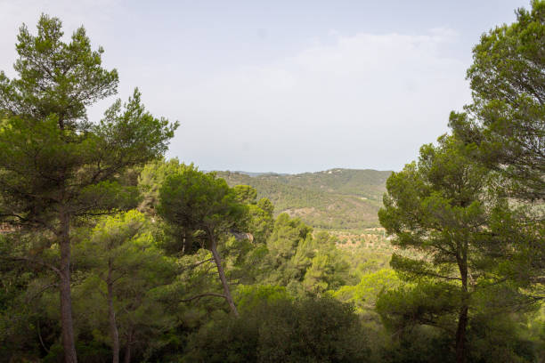 istock Road between the trees. cycling route of mallorca 1175464140