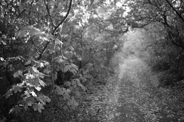 Mezzotint photo of Forest footpath with autumn leaves