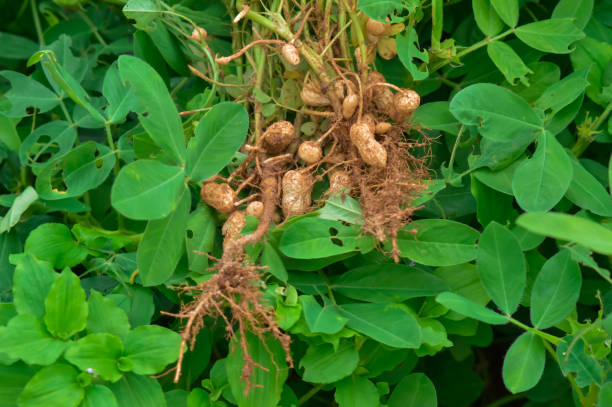 땅콩 - peanut peanut crops plant root 뉴스 사진 이미지