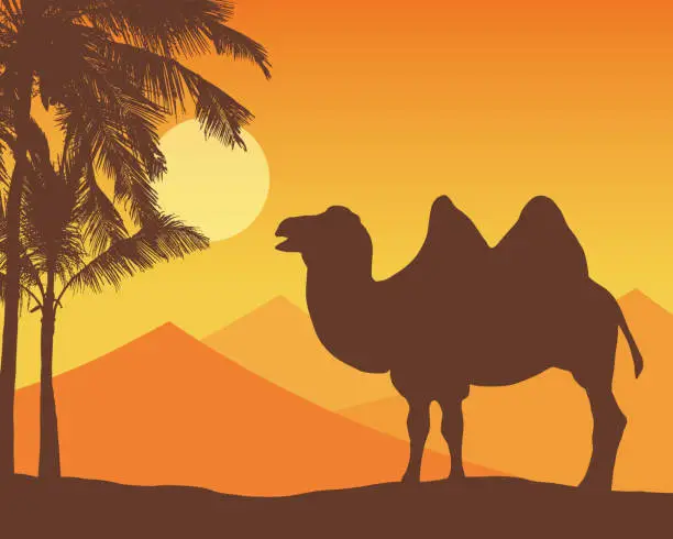 Vector illustration of Illustration with realistic silhouette of a camel and palm trees. Sand dunes and desert on background under orange sky with sun - vector