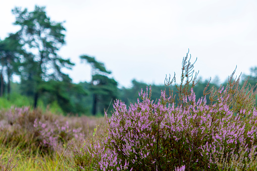 Blossom of heather plant in Kempen forest, Brabant, Netherland, rainy day
