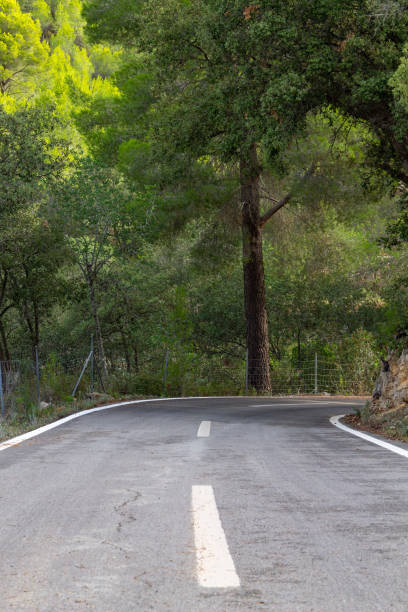 istock Road between the trees. cycling route of mallorca 1175464787