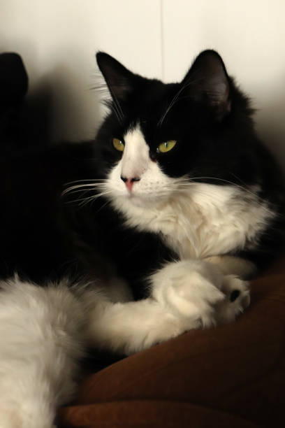istock Black and white cat on the balcony looking planning future 1175467904