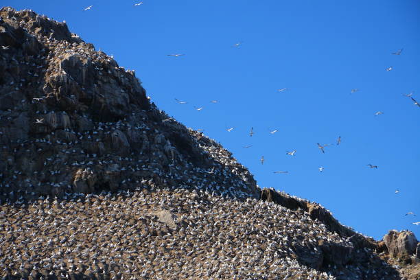 Bird reserve island in french Brittany (archipelago Sept-iles)