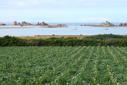 Artichokes field at the coast in french Brittany