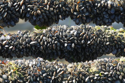 Muscles and barnacles covering a rock at low tide.