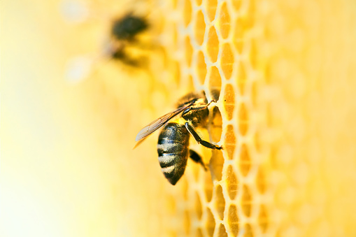 Macro photo of a bee hive on a honeycomb with copyspace. Bees produce fresh, healthy, honey. Beekeeping concept