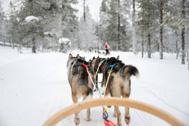 istock Husky dog sledding in Lapland, Finland 1175471810