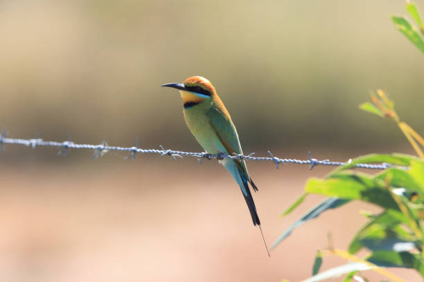 istock Rainbow Bee-Eaters (Merops ornatus) Queensland ,Australia 1175473332