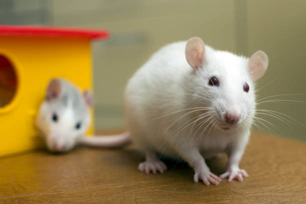 istock Two funny domestic pet rats and a toy house. 1175475553