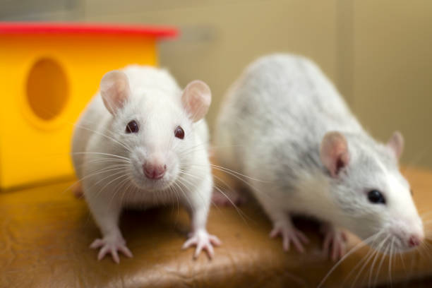 istock Two funny domestic pet rats and a toy house. 1175475597
