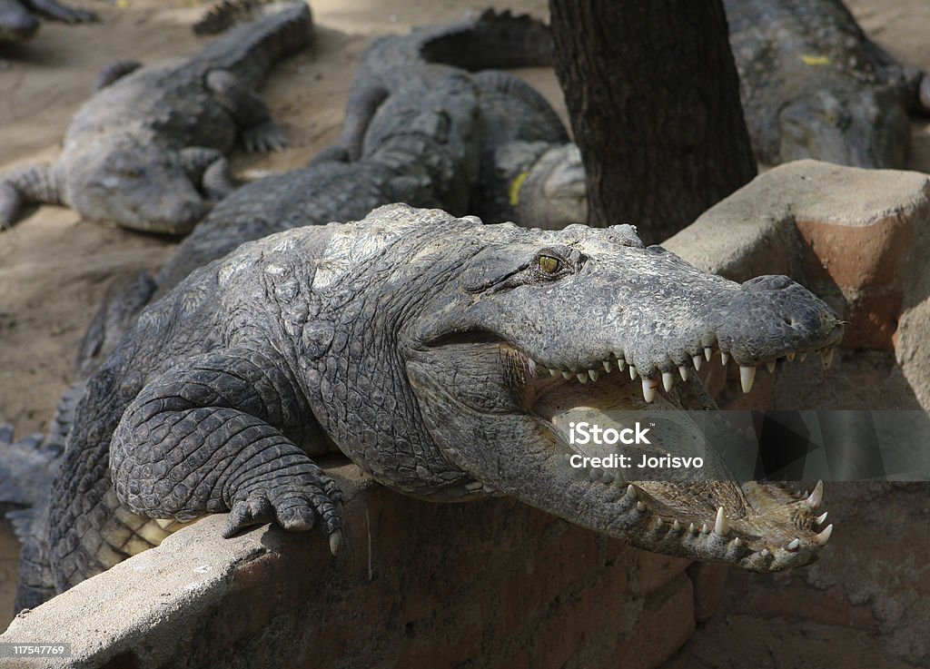 Croc attacco - Foto stock royalty-free di Aggressione