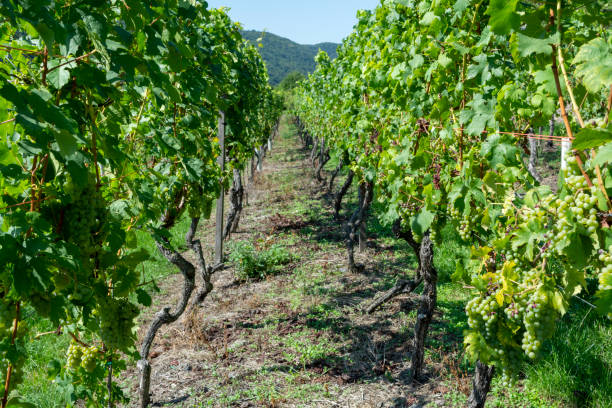 istock Vineyard with growing white wine grapes, riesling or chardonnay grapevines in summertime 1175477910