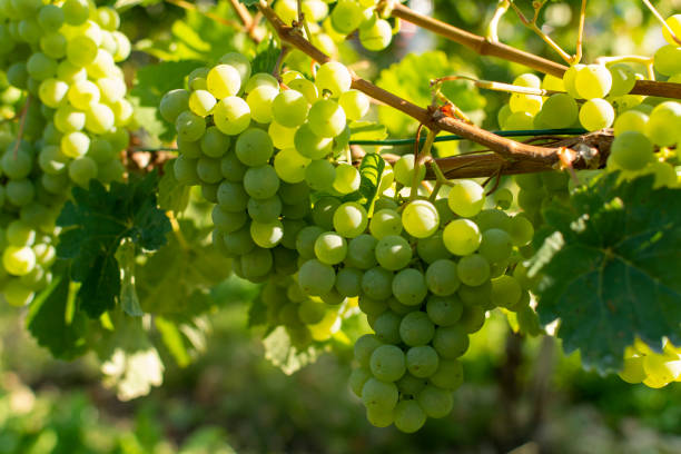 istock Vineyard with growing white wine grapes, riesling or chardonnay grapevines in summertime 1175477953