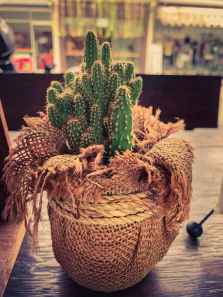 istock Succulent / Small Cactus Growing in a Small Pot 1175478032