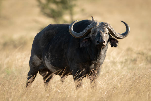 istock Cape buffalo stands with oxpecker on head 1175478321
