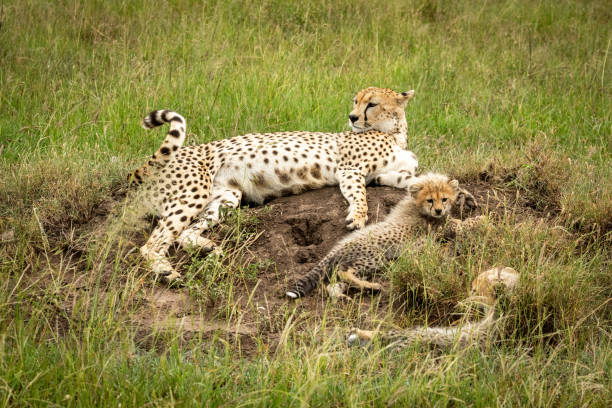 Cheetah and cubs lie on termite mound Cheetah and cubs lie on termite mound termite mound stock pictures, royalty-free photos & images