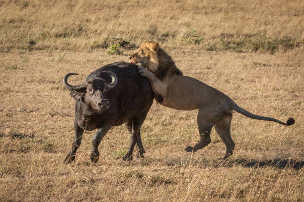 istock Cape buffalo struggles to shake off lion 1175478377