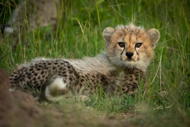istock Cheetah cub lies in grass watching camera 1175478580