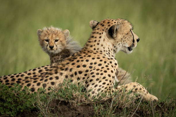 istock Cheetah cub sits on mound behind mother 1175478598