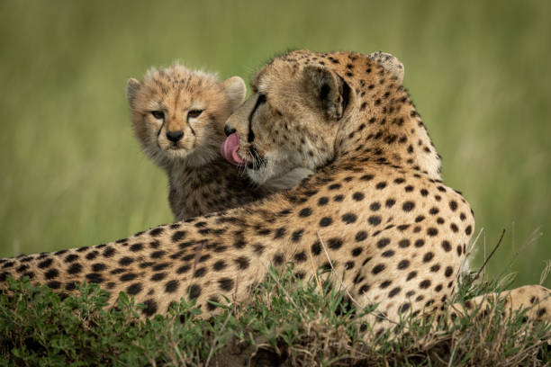 istock Cheetah cub sits behind mother in grass 1175478656