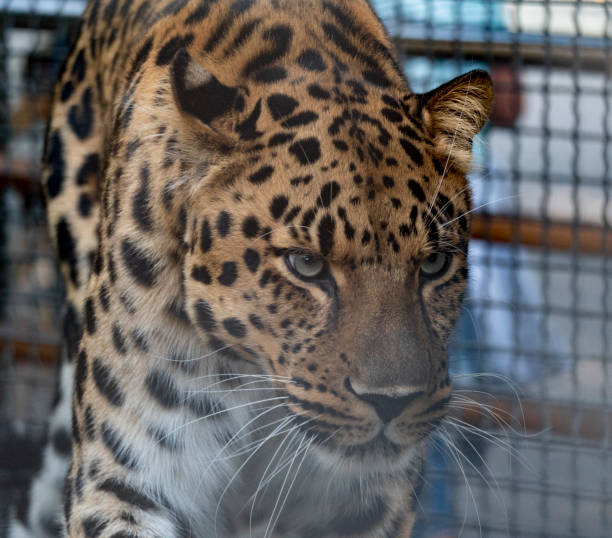 istock Jaguar before the attack on the victim prepares to jump 1175481592