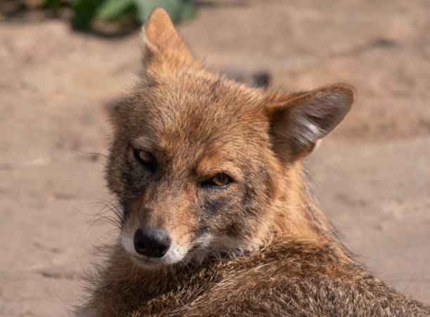istock Golden jackal in nature tracks down prey, portrait 1175481744