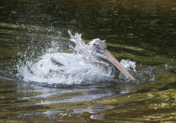 istock White Pelican (Pelecanus onocrotalus) also known as the Eastern White Pelican 1175481771