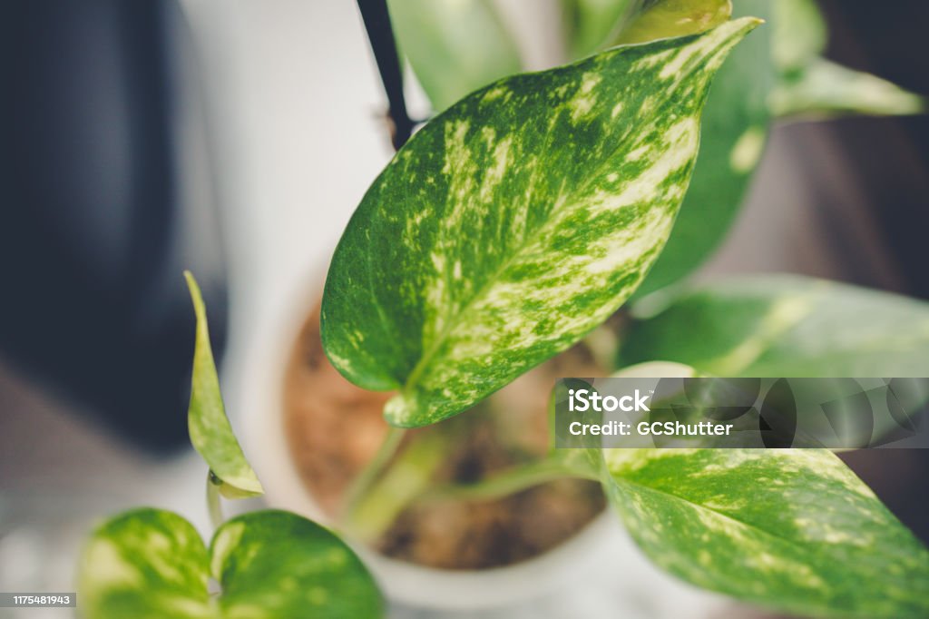 Golden Pothos in a Domestic Room Decoration, Plant, Elements - Image of a potted plant at home Golden Pothos Stock Photo