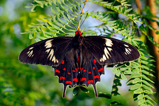 borboleta preta crimson rosa ou pachliopta hector no fundo verde - hector - fotografias e filmes do acervo